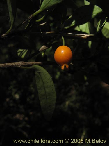 Bild von Myrceugenia chrysocarpa (Luma blanca / pitrilla). Klicken Sie, um den Ausschnitt zu vergrössern.